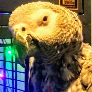 Meet your Posher, Hector